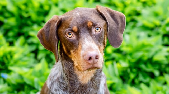 Hundeportrait Deutsch Kurzhaar Dresden