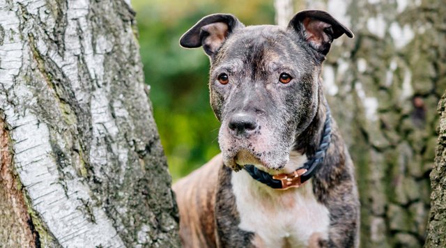 Hundefoto Staffordshire Bullterrier Portrait Dresden