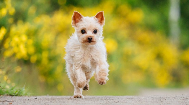 Hundefotoshooting Yorkshire Terrier läuft vor gelbem Ginster in Dresden