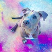 American Staffordshire Terrier Welpe Holifoto Dresden
