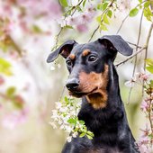 Hundefoto Deutscher Pinscher Portrait in Kirschblüten Dresden
