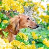Saluki Windhund Hundefoto in Dresden