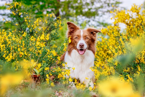 Border Collie Portrait im gelben Ginster in Sachsen