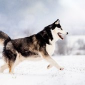 Inu-0072a