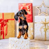 Weihnachtliche Hundefotos im Fotostudio Dresden-019.jpg